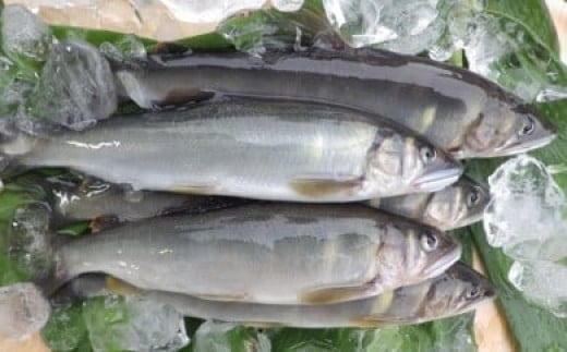  四万十川上流の天然鮎　冷凍　火振り漁鮎（4～12尾）【着日指定不可】Esj-11k