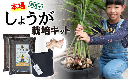 知育にも人気！本格農業体験しょうが栽培キット ／Fis-A02