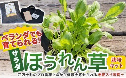ベランダでも育てられるサラダほうれん草栽培キット／Fis-B06 