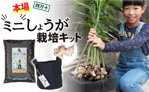 【予約受付】知育にも人気！本格農業体験しょうが「ミニ」栽培キット ／Fis-B07