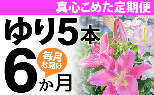 【6か月間】毎月届く四万十町産のゆり5本の定期便／Sosy-02 