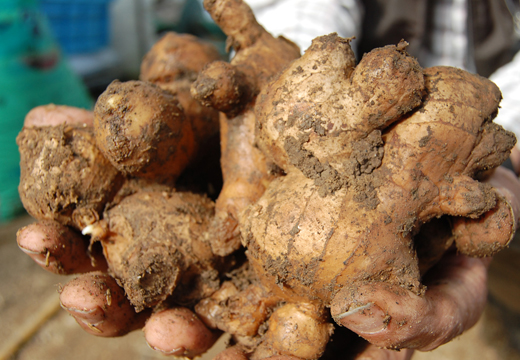 囲生姜 約1.2kg 生姜 しょうが ショウガ ジンジャー 囲い生姜  国産 薬味 辛み 香り スパイス 野菜 煮物 炒め物 ガリ 紅生姜 ジンジャーシロップ 生姜ジャム 土佐 産地直送 高知県 大月町産 田村農園