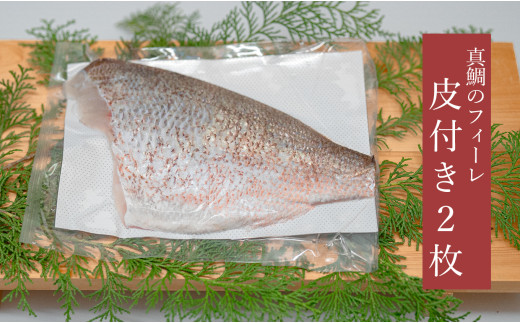 真鯛 フィーレ 皮つき 計500～740g｜即日発送 配達日指定可 柏島 たい 鯛 フィレ 半身3枚おろし 産地直送 冷蔵 真空パック 活〆 皮目 香ばしい 海鮮丼 鯛めし 塩焼き 湯引き 炙り はやぶさ水産 高知県 大月町産