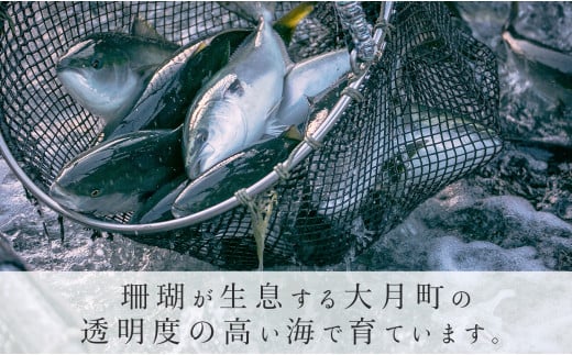 養殖ぶり 2柵セット｜養殖ぶり ロイン サク うみのファーム ぶり 鰤 ブリ 新鮮 真空 魚介 刺身 ぶりしゃぶ カルパッチョ 丼 寿司 国産 贈答 ギフトお歳暮 配達日指定可 産地直送 冷蔵配送 おすすめ 人気 高知県 大月町産