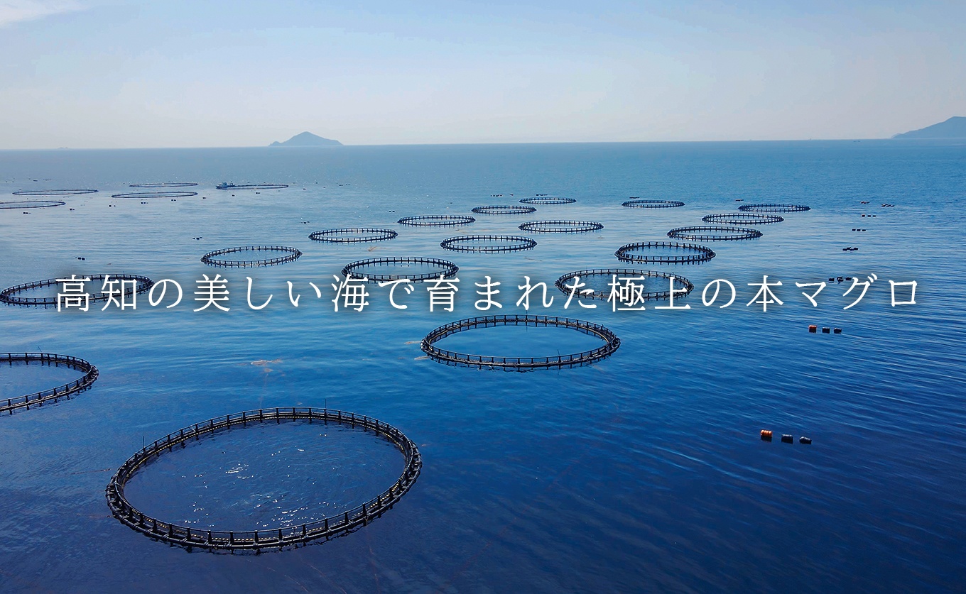 国産 養殖本マグロ 2種盛 中トロ 赤身 400g｜刺身用 冷凍 まぐろ 鮪 柵 家庭用 夫婦 晩酌 ギフト 御歳暮 御中元 内祝い 海鮮丼 寿司 手巻き 急速冷凍 解凍簡単 贈答 お祝い 年末年始 産地直送 配達日指定可 うみのファーム 高知県