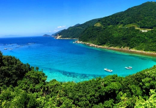 【期間限定】お正月 贅沢 海鮮セット 本マグロ タイ ブリ 高知県産｜たい 鯛 まぐろ 鮪 本まぐろ マグロ クロマグロ 鰤 ぶり 年末 年始 正月 ギフト 贈答 お歳暮 団らん 刺し身 さしみ 刺身 お祝い おせち 海鮮 人気 大月町 高知県