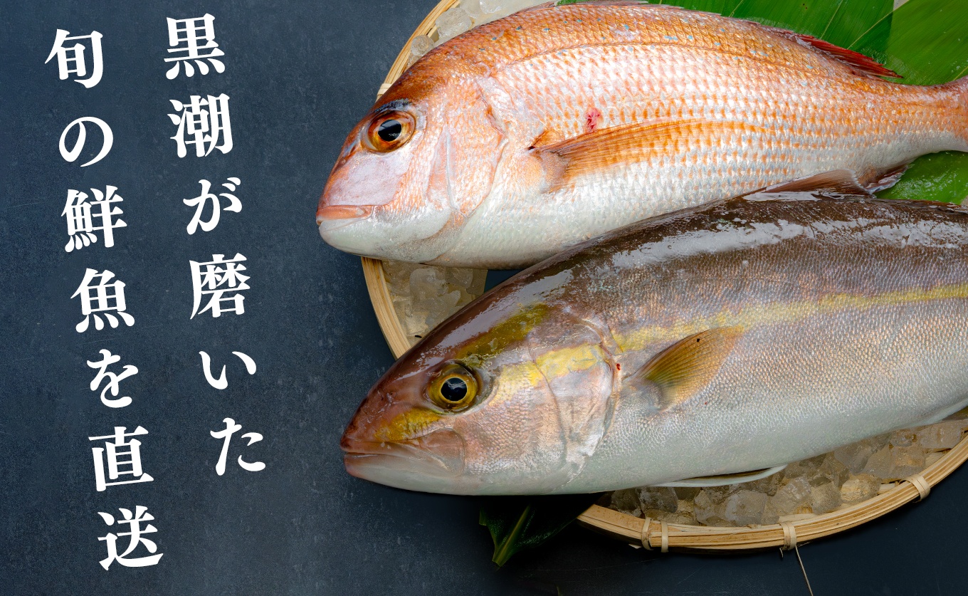鮮魚 5kg～ 鮮魚ボックス 詰め合わせ 刺身 刺し身 さしみ 海鮮丼 寿司 鮮度抜群 産地直送 海の幸 海鮮 魚介 新鮮 厳選 ギフト お取り寄せ おすすめ 人気 お中元 お歳暮 高知県産