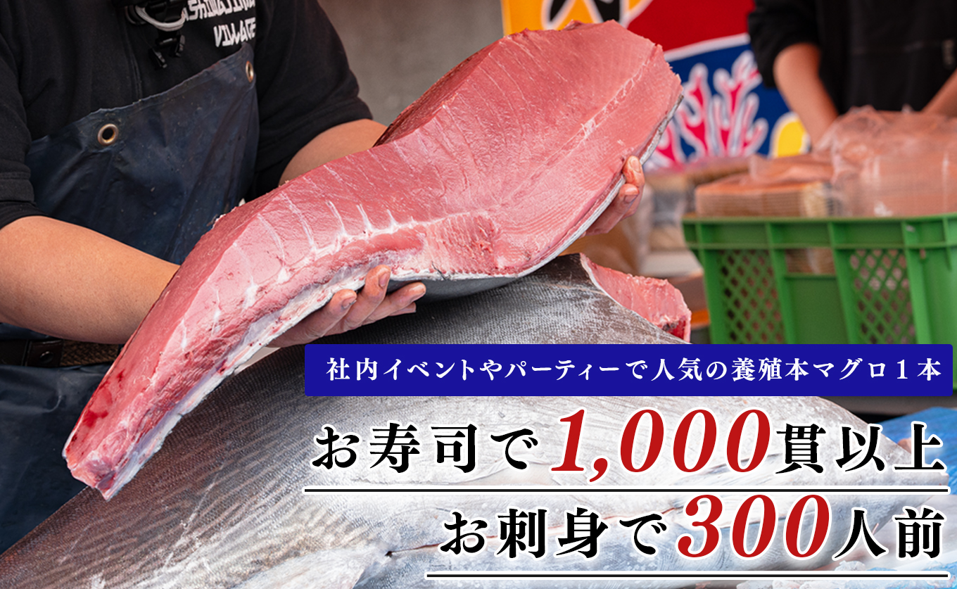 特大 国産 養殖 本マグロ 50kg以上 一本丸ごと 本まぐろ クロマグロ 黒マグロ｜鮪 まぐろ 生まぐろ 丸ごと1本 鮮魚 生食用 高級海鮮 贅沢グルメ 刺身 寿司 パーティー 業務用 イベント 解体ショー 限定数量 飲食店 高知県 大月町産