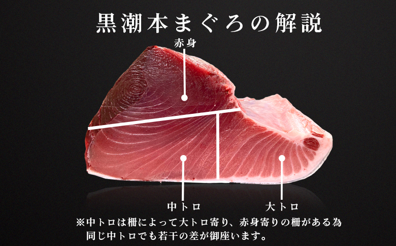 【定期便12回】日本一!黒潮本まぐろ 中トロ