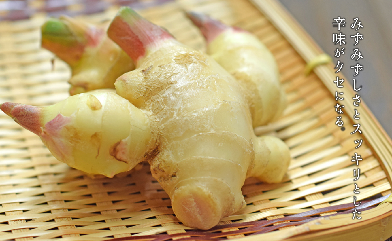 高知県産 新生姜 1.5kg前後 しょうが 生姜 ショウガ 期間限定 生産量日本一 旬野菜 野菜 薬味 産地直送 甘酢漬け 佃煮 炊き込みご飯 保存食 国産生姜 家庭用 数量限定 掘りたて 採れたて 新鮮 ジンジャー ジンジャーエール 