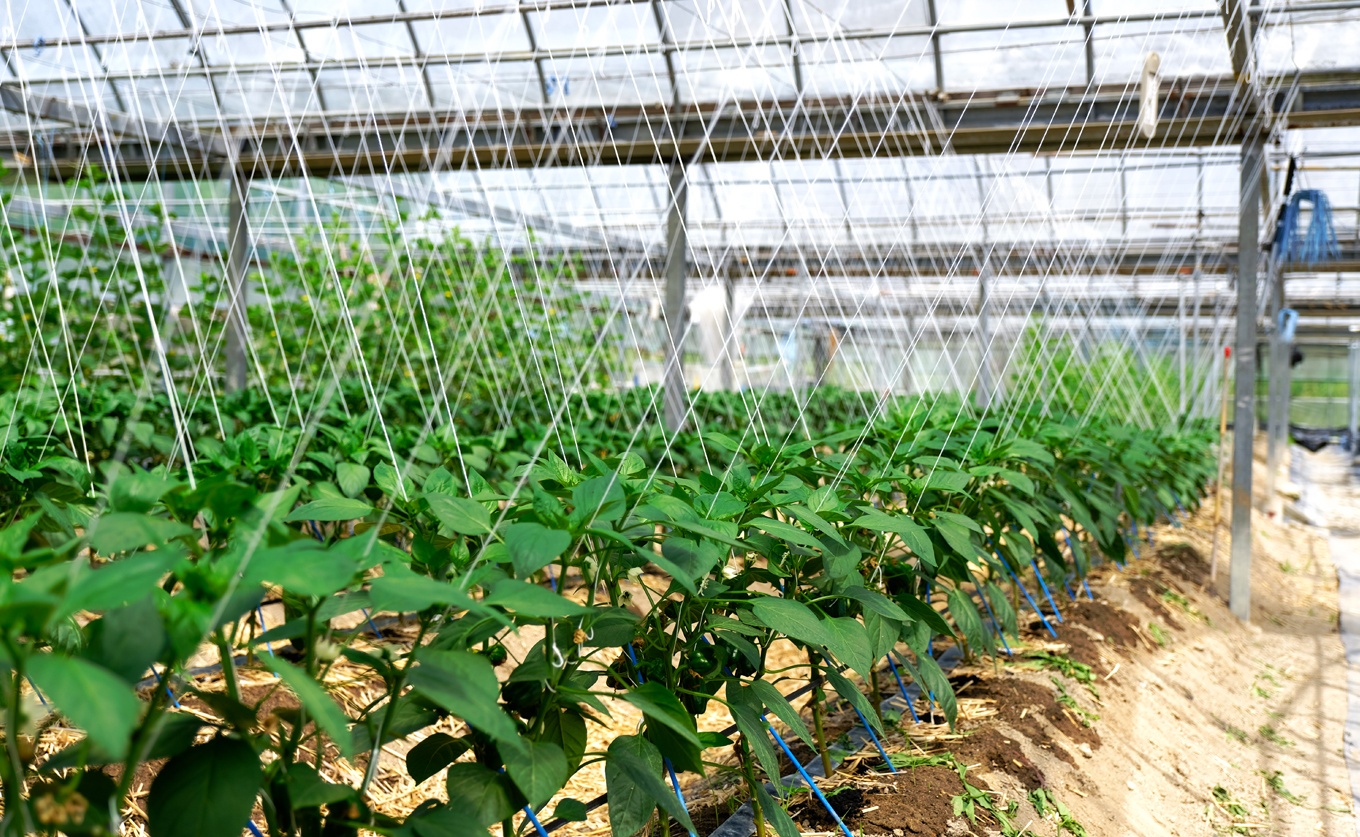 肉厚 パプリカ 8個 彩り野菜 旬 甘い ぱぷりか 赤パプリカ 黄パプリカ 緑黄色野菜 新鮮野菜 やさい 有機肥料 赤黄ミックス 詰め合わせ ジューシー ピーマン ピクルス マリネ 肉詰め サラダ バーベキュー BBQ レッド イエロー