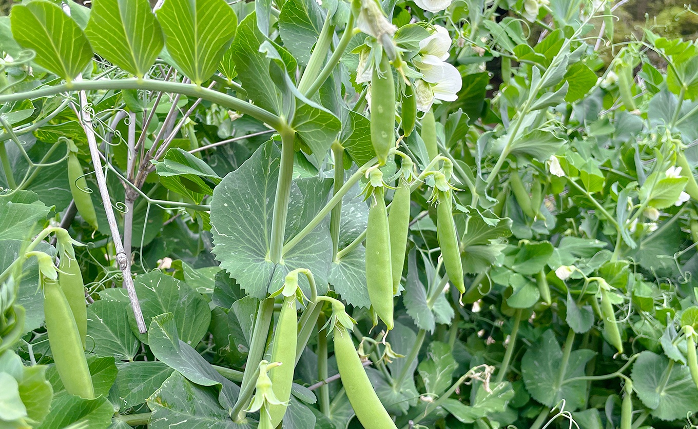 スナップエンドウ 800g 豆 えんどう｜スナップえんどう 産地直送 新鮮野菜 旬の春野菜 採れたて 厳選 甘い ハウス サラダ 天ぷら お弁当 彩り みずみずしい フレッシュ 季節 農家応援 生産者応援 家庭用 おいしい 旬 健康 高知県 大月町