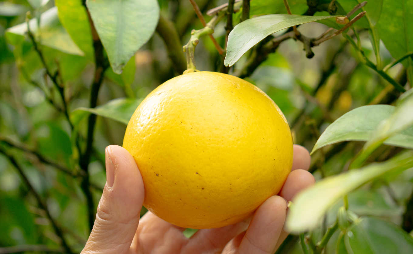 小夏 3kg 贈答 ギフト用  日向夏 ニューサマーオレンジ 柑橘 みかん ノーワックス こなつ くだもの 果物 産直 旬の果物 お取り寄せ 産地直送 フルーツ 爽やか スッキリ 甘い 高知県 大月町産 コーラルフルーツ農場