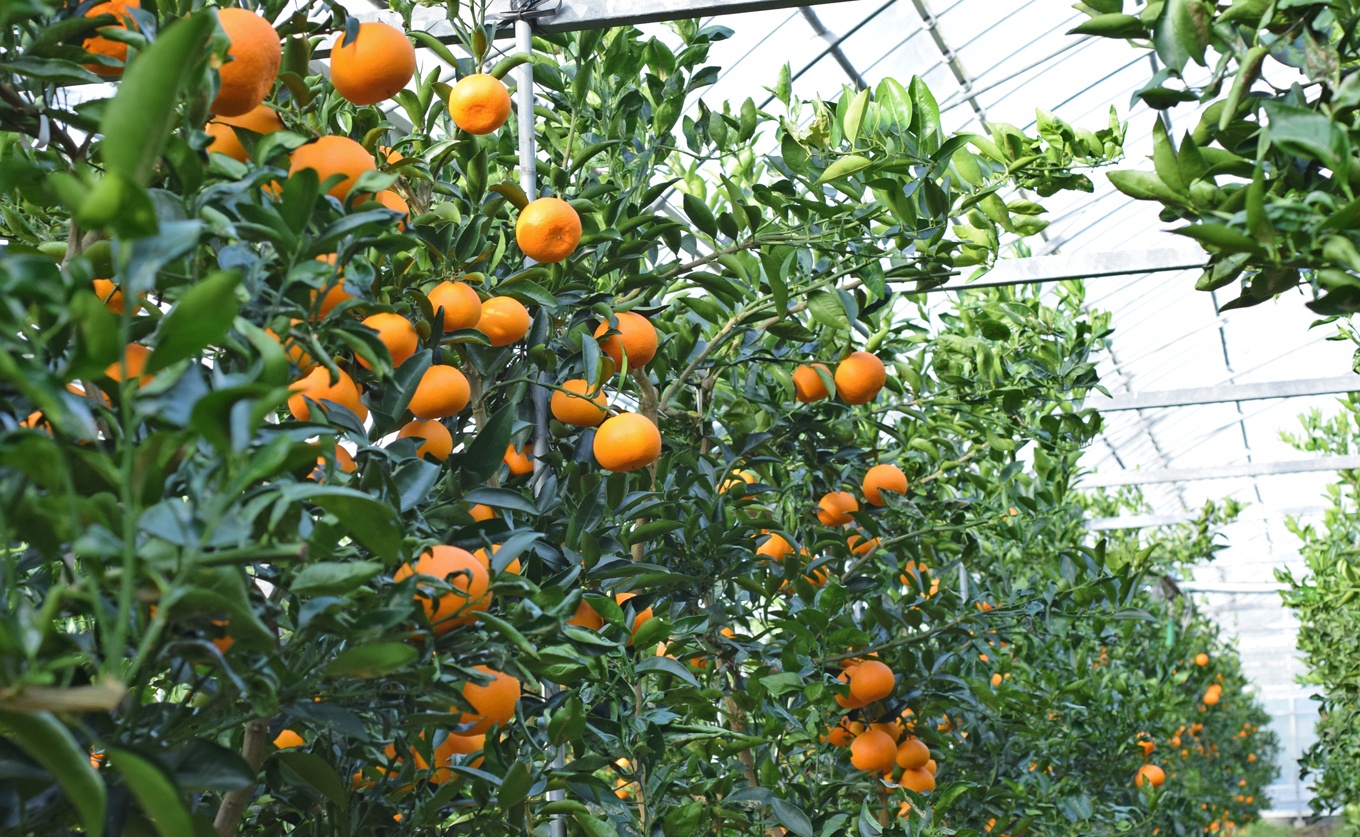 せとか 約3kg 贈答用 高知県産 ハウス栽培｜ハウスみかん 甘い 濃厚 ジューシー 香り豊か 希少 柑橘 柑橘の大トロ 化粧箱 果物 フルーツ プレミアム 国産 大月町 人気 美味しい おいしい おすすめ 旬 旬の果物 旬のフルーツ