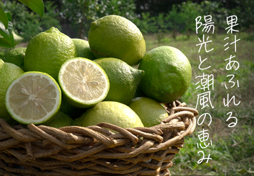 こじゃんとレモン 4kg｜国産 高知県 大月町 レモン 檸檬 レモン水 フルーツ グリーンレモン イエローレモン 果実 柑橘 新鮮 ビタミンC 採れたて フレッシュ 季節の果物 産地直送 美容 健康 安心安全 国産レモン ギフト おすすめ