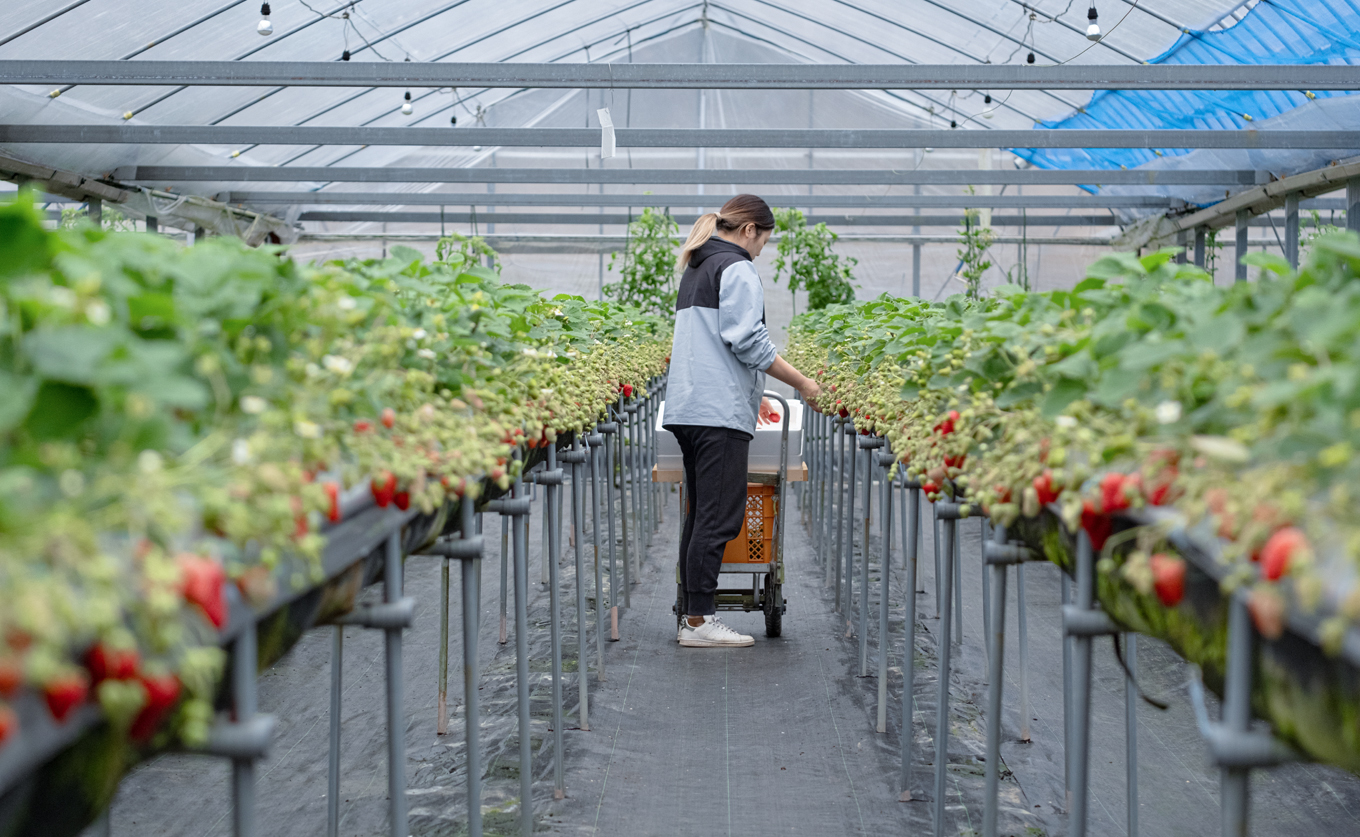 いちご 紅ほっぺ 約200g×4 苺 イチゴ ストロベリー 800g 生いちご 果物 フルーツ くだもの 旬 朝採れ とれたて 新鮮 期間限定 ご褒美 直送 贈答 贅沢 プレミアム 人気 いちご大福 ギフト 甘い  苺 いちご イチゴ