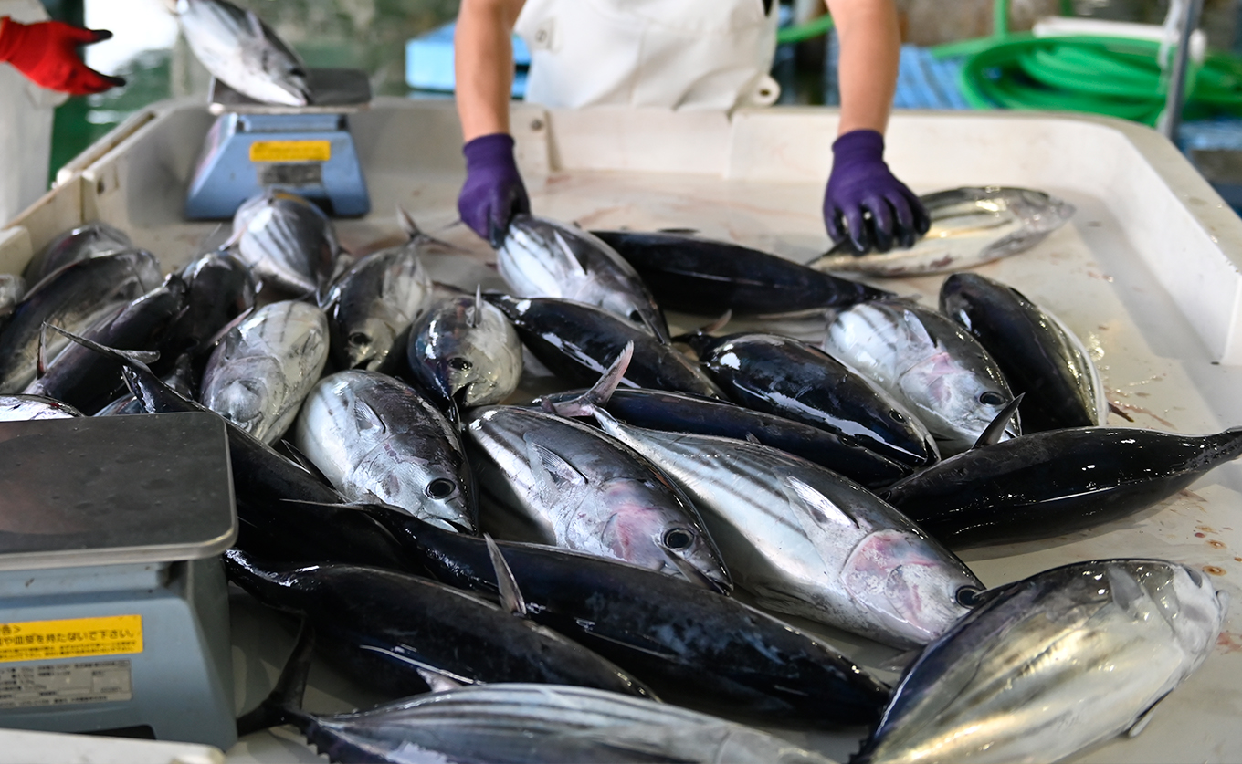 【数量限定】生かつお 藁焼きタタキ 250g以上｜希少 冷蔵 真空 パック 切るだけ 新鮮 かつお 鮮魚 カツオ 鰹 カツオのたたき かつおたたき 鰹のたたき かつおタタキ 塩たたき 刺身 ギフト 高評価 配達日指定可能 高知県 大月町 産地直送