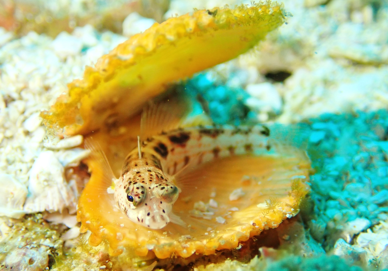 大月町共通ダイビングチケットA