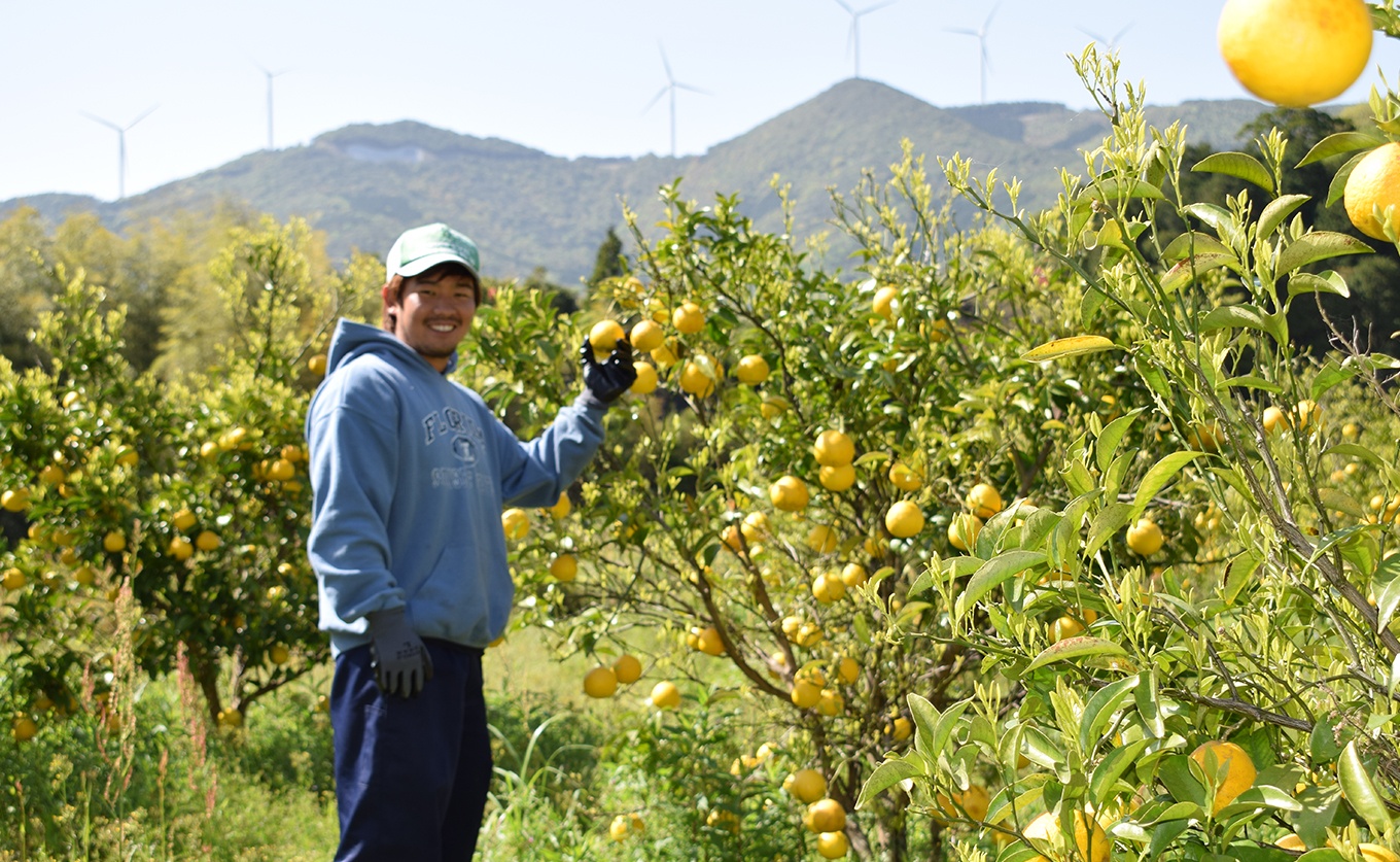 小夏 1.5kg 家庭用 日向夏 ニューサマーオレンジ 柑橘 みかん ノーワックス こなつ くだもの 果物 産直 旬の果物 お取り寄せ 産地直送 フルーツ 爽やか スッキリ 甘い 高知県 大月町産 コーラルフルーツ農場