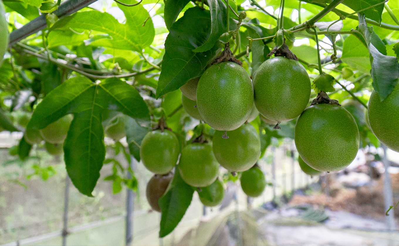 パッションフルーツ 10個 栽培期間中農薬不使用  有機肥料 南国フルーツ トロピカルフルーツ 果物 果肉 果実 数量限定 おすすめ 家庭用 おいしい  甘酸っぱい 健康 新鮮 くだもの 季節の果物 旬 夏 贈り物 果樹