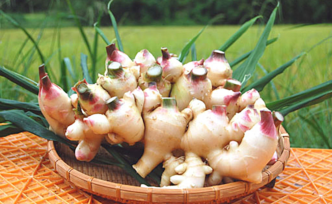 高知県産 新生姜 1.5kg前後 しょうが 生姜 ショウガ 期間限定 生産量日本一 旬野菜 野菜 薬味 産地直送 甘酢漬け 佃煮 炊き込みご飯 保存食 国産生姜 家庭用 数量限定 掘りたて 採れたて 新鮮 ジンジャー ジンジャーエール 
