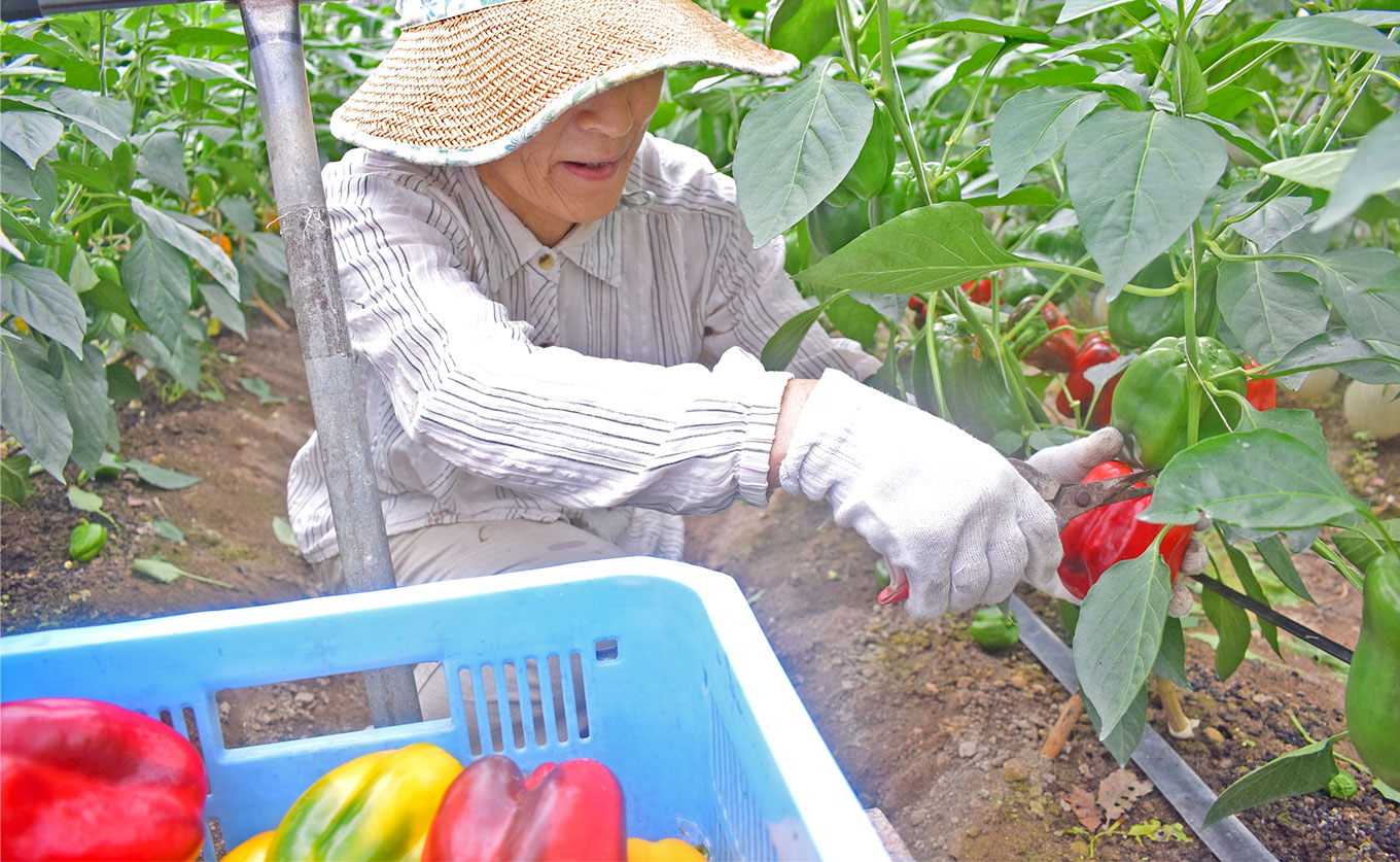 肉厚 パプリカ 8個 彩り野菜 旬 甘い ぱぷりか 赤パプリカ 黄パプリカ 緑黄色野菜 新鮮野菜 やさい 有機肥料 赤黄ミックス 詰め合わせ ジューシー ピーマン ピクルス マリネ 肉詰め サラダ バーベキュー BBQ レッド イエロー