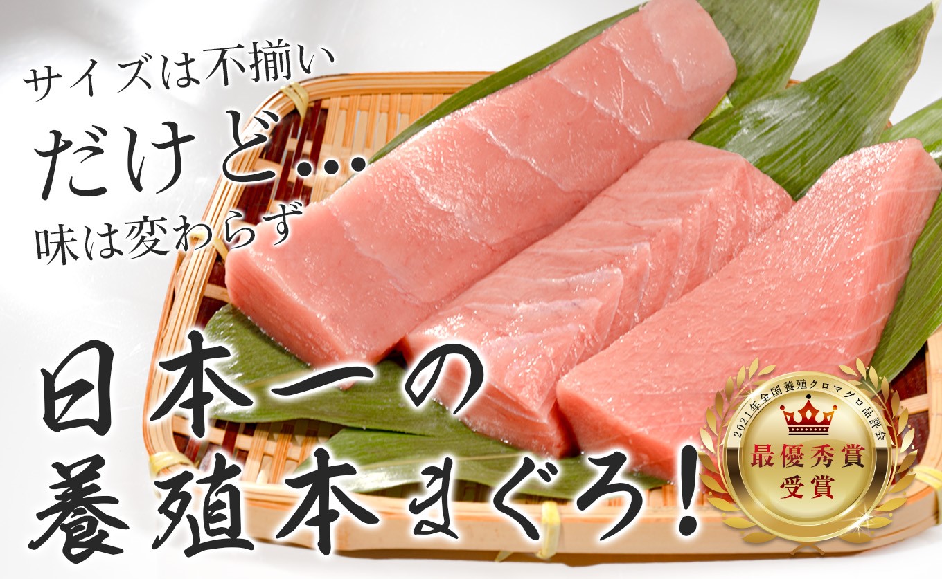 【訳アリ】養殖本マグロ 中トロ 140g 黒潮本まぐろ｜不定貫 不揃い 刺身用 家庭用 最優秀賞受賞 日本一 配達日指定可 指定日配送可 本まぐろ まぐろ 鮪 小分け 個包装 丼 寿司 柵 急速冷凍 解凍簡単 産地直送 高知県 大月町