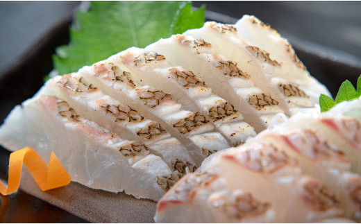 真鯛 フィーレ 皮つき 計500～740g｜即日発送 配達日指定可 柏島 たい 鯛 フィレ 半身3枚おろし 産地直送 冷蔵 真空パック 活〆 皮目 香ばしい 海鮮丼 鯛めし 塩焼き 湯引き 炙り はやぶさ水産 高知県 大月町産