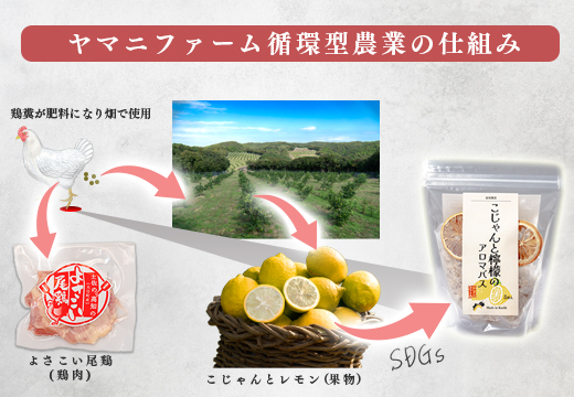 こじゃんとレモン 4kg｜国産 高知県 大月町 レモン 檸檬 レモン水 フルーツ グリーンレモン イエローレモン 果実 柑橘 新鮮 ビタミンC 採れたて フレッシュ 季節の果物 産地直送 美容 健康 安心安全 国産レモン ギフト おすすめ