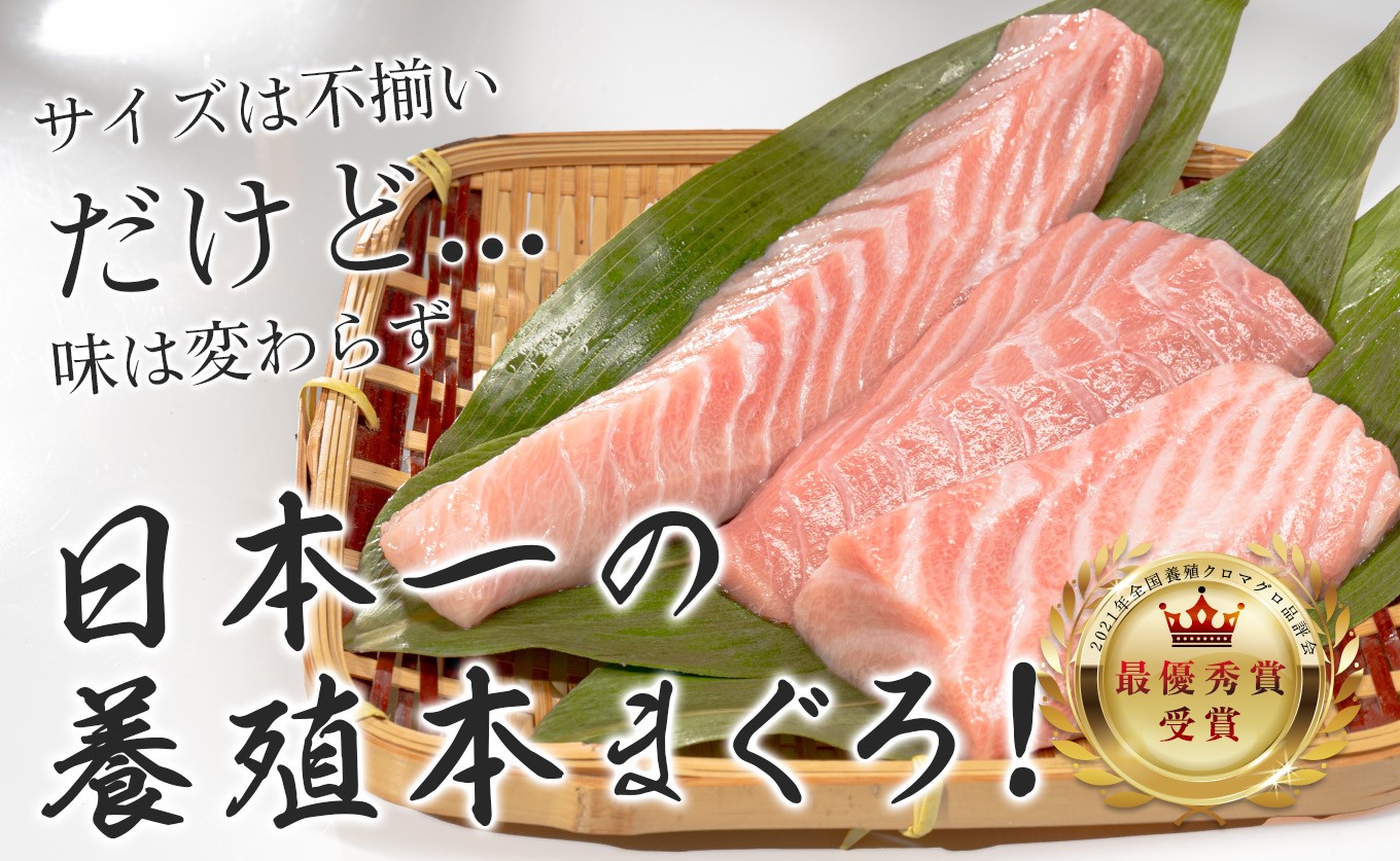 【訳アリ】養殖本マグロ 大トロ 500g 黒潮本まぐろ｜不定貫 不揃い 刺身用 家庭用 最優秀賞受賞 日本一 配達日指定可 指定日配送可 本まぐろ まぐろ 鮪 小分け 個包装 丼 寿司 柵 急速冷凍 解凍簡単 産地直送 高知県 大月町
