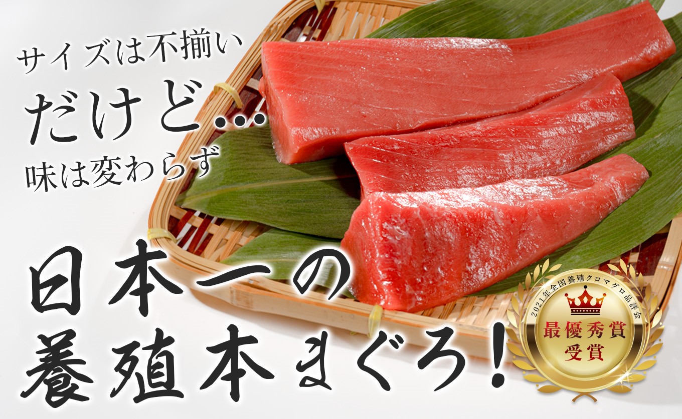 【訳アリ】養殖本マグロ 赤身 3kg 黒潮本まぐろ｜大容量 不定貫 不揃い 刺身用 業務用 養殖まぐろ 最優秀賞受賞 日本一 配達日指定可 本まぐろ まぐろ 鮪 訳あり ワケあり たっぷり 小分け 丼 寿司 海鮮 魚 柵 産地直送 高知県 大月町