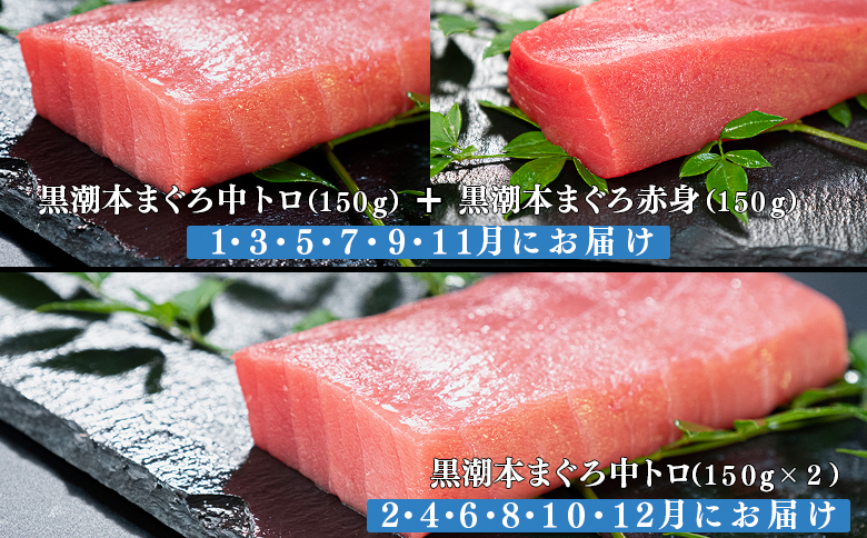 【定期便12回】日本一!黒潮本まぐろ 中トロ・赤身