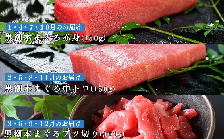【定期便12回】日本一!黒潮本まぐろ 中トロ・赤身・ブツ切り（3種交互）
