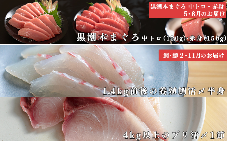 【定期便 4回】本マグロ タイ ブリ 刺身 本まぐろ 真鯛 ぶり 堪能セット 海鮮セット 産地直送 お刺身セット 新鮮 魚介 冷凍 真空パック 高知県 大月町