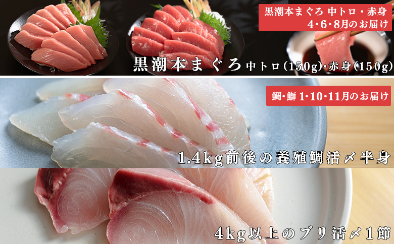 【定期便 6回】本マグロ タイ ブリ 刺身 本まぐろ 真鯛 ぶり 堪能セット 海鮮セット 産地直送 お刺身セット 新鮮 魚介 冷凍 真空パック 高知県 大月町