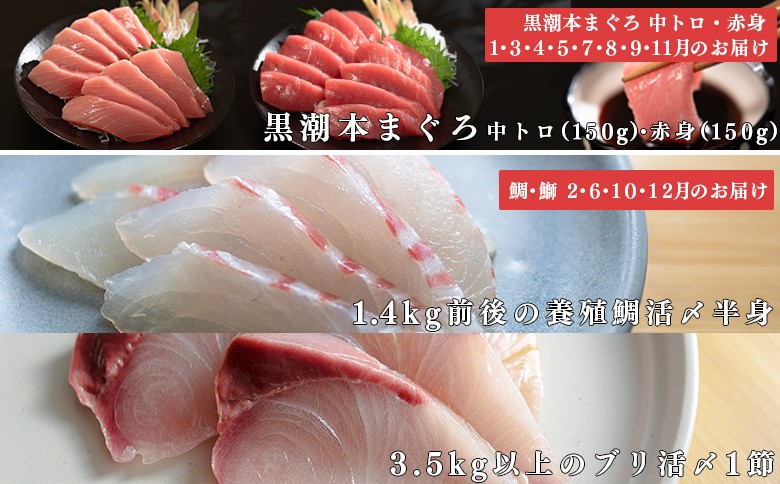 【定期便 12回】本マグロ タイ ブリ 刺身 本まぐろ 真鯛 ぶり 堪能セット 海鮮セット 産地直送 お刺身セット 新鮮 魚介 冷凍 真空パック 高知県 大月町