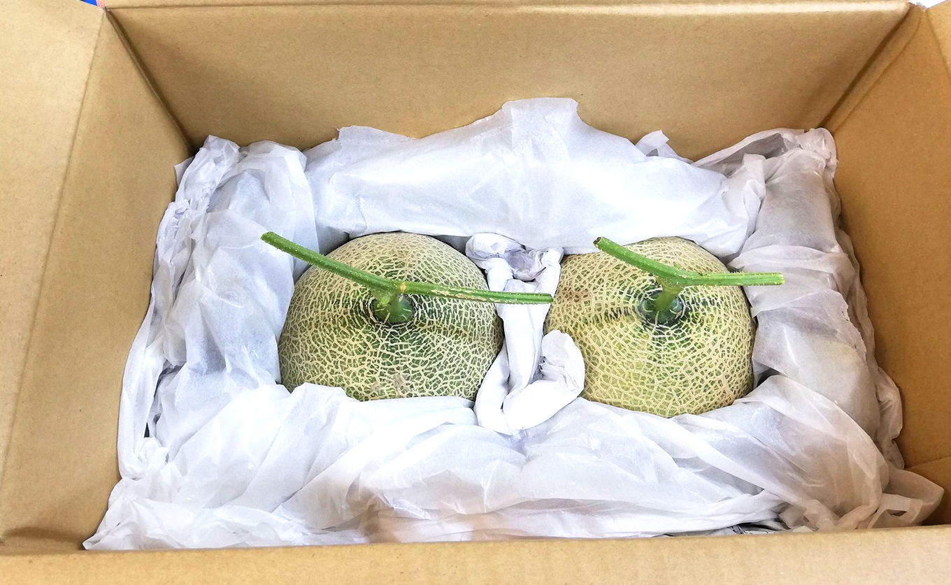 パンナメロン 2玉 希少 甘い 芳醇 メロン フルーツ 果物 濃厚 産地直送 数量限定 厳選 ギフト 贈答用 贈り物 プレゼント お中元 お歳暮 ご褒美 めろん ぱんなめろん 果汁たっぷり 果肉 果実 糖度 人気 旬 夏 デザート