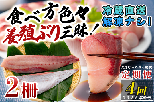 【定期便4回】冷蔵 養殖ぶり 2柵 セット｜鰤 ブリ 刺身 生食用 冷蔵直送 解凍なし 朝〆 海鮮 魚介 鮮度抜群 人気 小分け 個包装 贈答 ギフト おすすめ 高知県 大月町 国産 送料無料 お取り寄せ 産地直送 ぶりしゃぶ カルパッチョ