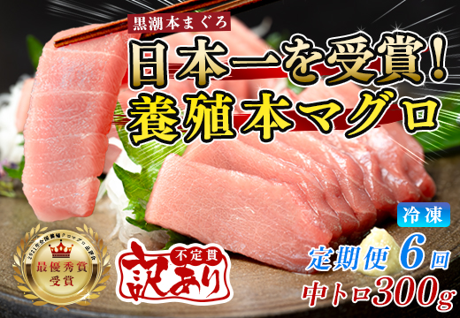 訳あり まぐろ マグロ 本鮪 黒潮本まぐろ 中トロ 定期便 6回 300g × 6回 刺身 さしみ 最優秀賞 全国養殖クロマグロ品評会 受賞 魚 魚介類 海鮮 柵 サク 冷凍 お取り寄せ 産地直送 ギフト 贈答  高知県 大月町