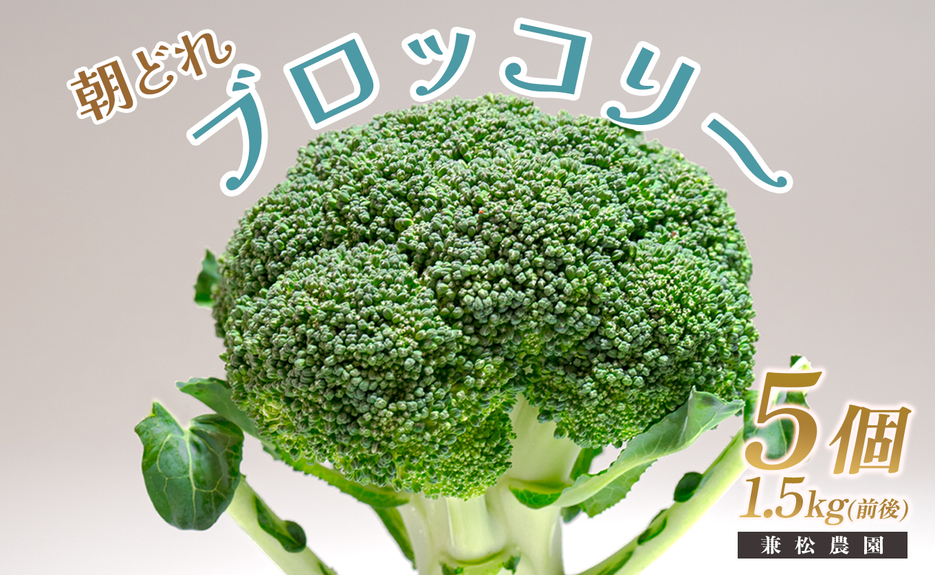 高知県産 ブロッコリー 5個 1.5kg前後 朝どれ 新鮮 国産｜野菜 冬野菜 大月町 産地直送 栄養豊富 食物繊維 βカロテン お取り寄せ 離乳食 ヘルシー サラダ 子どもが好きな野菜 時短料理 アウトドア野菜 お弁当 旬の野菜 おかず