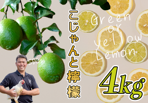 こじゃんとレモン 4kg｜国産 高知県 大月町 レモン 檸檬 レモン水 フルーツ グリーンレモン イエローレモン 果実 柑橘 新鮮 ビタミンC 採れたて フレッシュ 季節の果物 産地直送 美容 健康 安心安全 国産レモン ギフト おすすめ