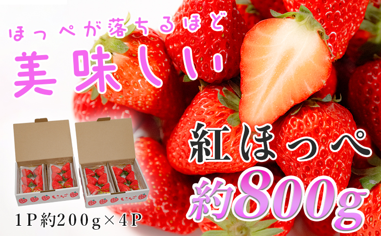 いちご 紅ほっぺ 約200g×4 苺 イチゴ ストロベリー 800g 生いちご 果物 フルーツ くだもの 旬 朝採れ とれたて 新鮮 期間限定 ご褒美 直送 贈答 贅沢 プレミアム 人気 いちご大福 ギフト 甘い  苺 いちご イチゴ