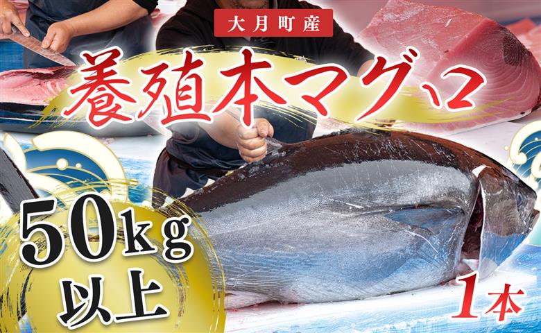 特大 国産 養殖 本マグロ 50kg以上 一本丸ごと 本まぐろ クロマグロ 黒マグロ｜鮪 まぐろ 生まぐろ 丸ごと1本 鮮魚 生食用 高級海鮮 贅沢グルメ 刺身 寿司 パーティー 業務用 イベント 解体ショー 限定数量 飲食店 高知県 大月町産