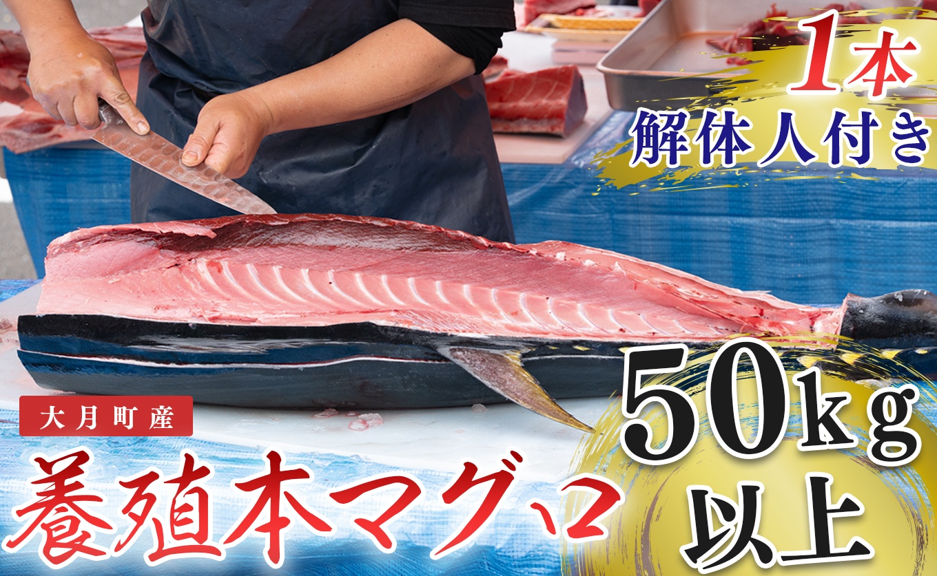 特大 国産 養殖 本マグロ 解体人付き 50kg以上 一本丸ごと 刺身 300人前 まぐろ 出張対応｜本まぐろ クロマグロ   鮪 まぐろ 生まぐろ 丸ごと1本 寿司 1000貫 パーティー 業務用 イベント 解体ショー 限定数量 高知県 大月町産
