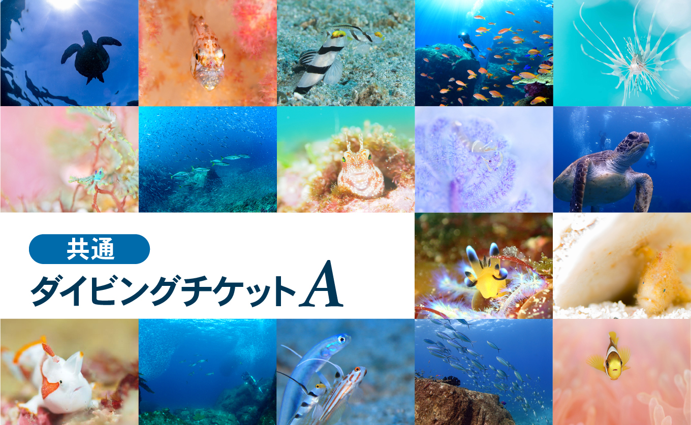 大月町共通ダイビングチケットA