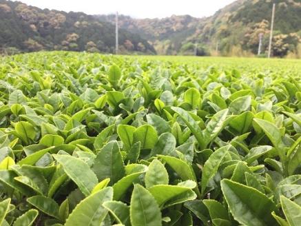 【高知県三原村】三原村のお茶葉 詰め合わせ(岩崎製茶)