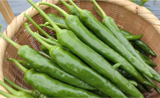 三原村産　大きな青唐辛子”大紅”   500ｇ　長さ８～15㎝！（冷凍）