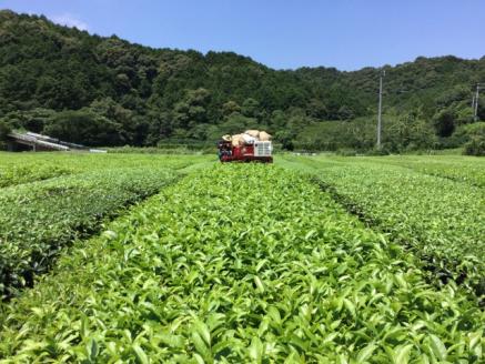 【高知県三原村】三原村のお茶葉 詰め合わせ(岩崎製茶)