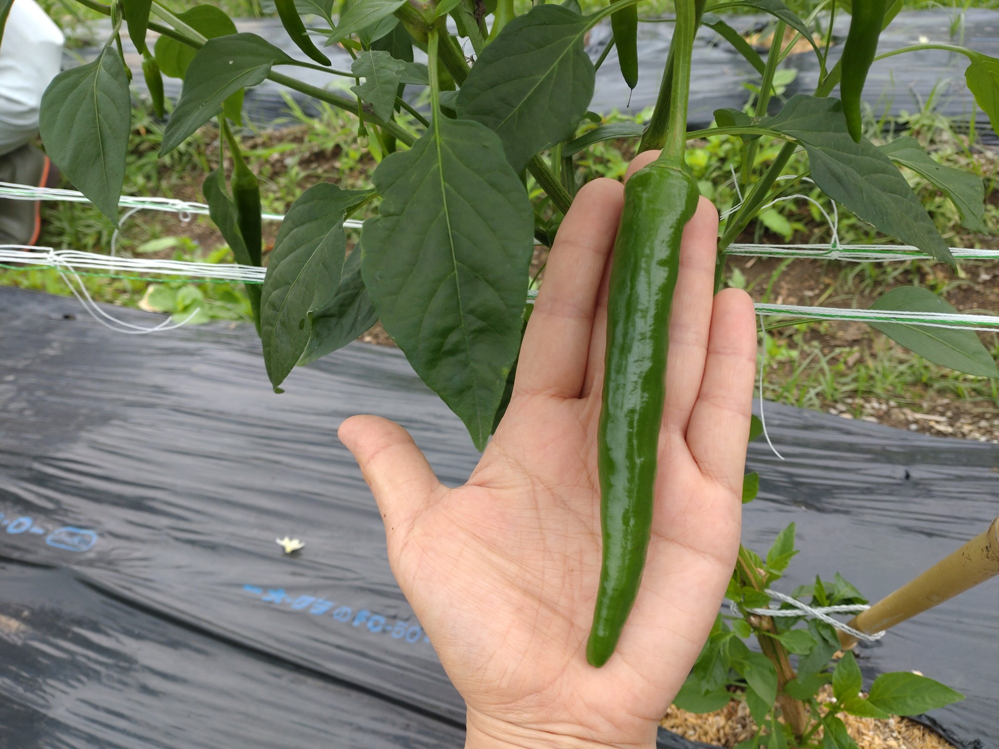 三原村産　大きな青唐辛子”大紅”   500ｇ　長さ８～15㎝！（冷凍）