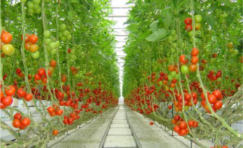 みはらの完熟トマト　とまとのマヨ。５本セット